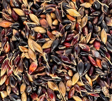 Sorghum Sudanense